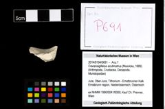 Foto (Objekt + Etikett) von Cracensigillatus acutirostrus (Moericke, 1889)  (NHMW-GEO-2014-0194-0691)